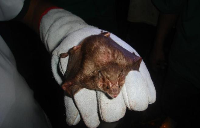 Indea atua na contenção de raiva bovina em Campo Verde e Alta Floresta