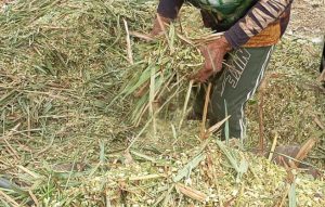 Agricultores familiares aprendem técnicas de produção de silagem para garantir alimentação do rebanho durante a seca