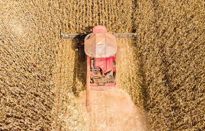 Mato Grosso lidera produção de grãos no Brasil e concentra 59,7% do gergelim nacional